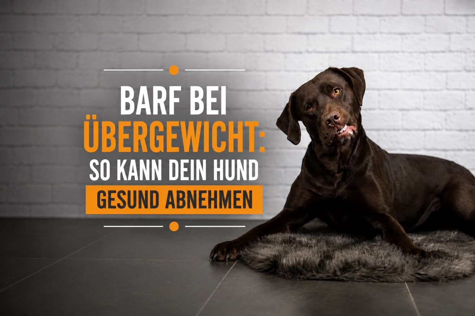 Brauner Labrador mit der Überschrift „BARF bei Übergewicht – So kann dein Hund gesund abnehmen“
