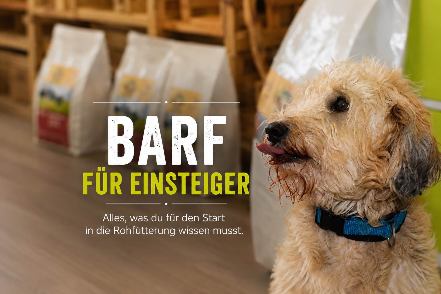 Hund nach einer BARF-Mahlzeit mit der Überschrift BARF für Einsteiger.