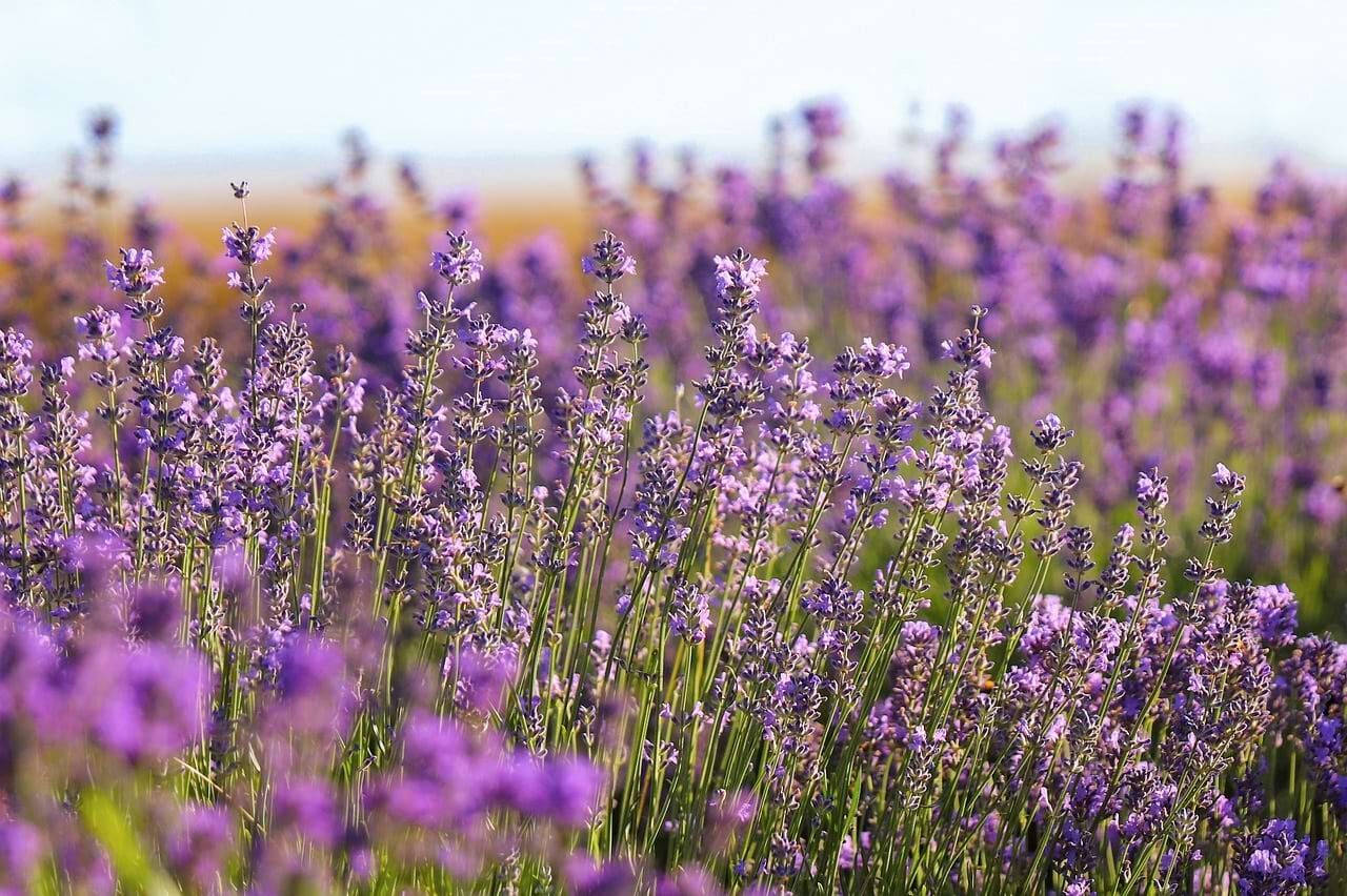 Lavendel lila feedandmeat Barflexikon für Hunde