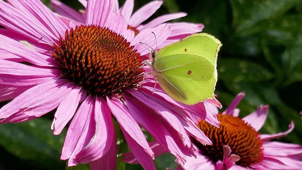 Echinacea Sonnenhut mit Schmetterling Barflexikon für Hunde