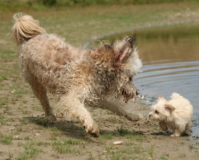 Knoppers und Gin spielende Hunde am See