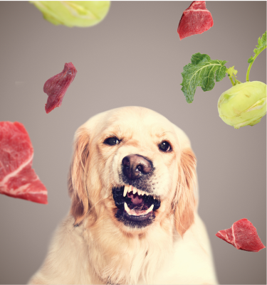 Wolfsmix Banner Barf Wolfsmix Banner