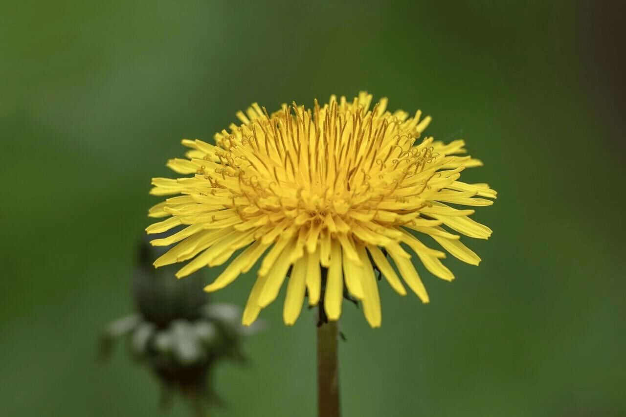 Löwenzahnblüte gelb Löwenzahn gelbe Blüte Barflexikon für Hunde