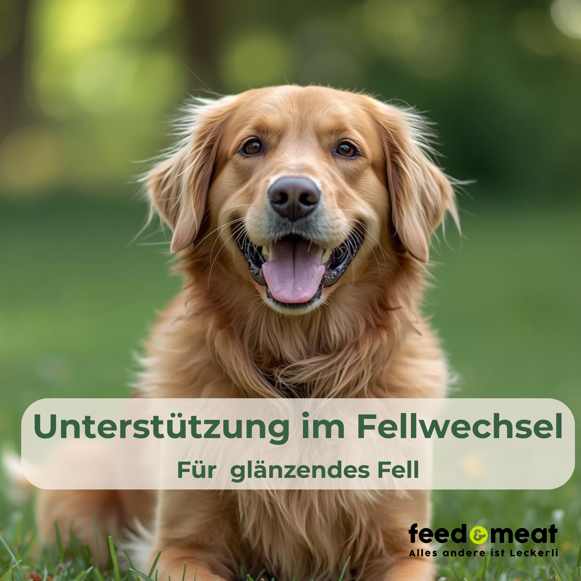 Golden Retriever mit glaenzendem Fell auf Wiese