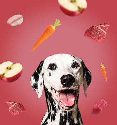 Dalmatiner rote Banner Dalmatiner Banner