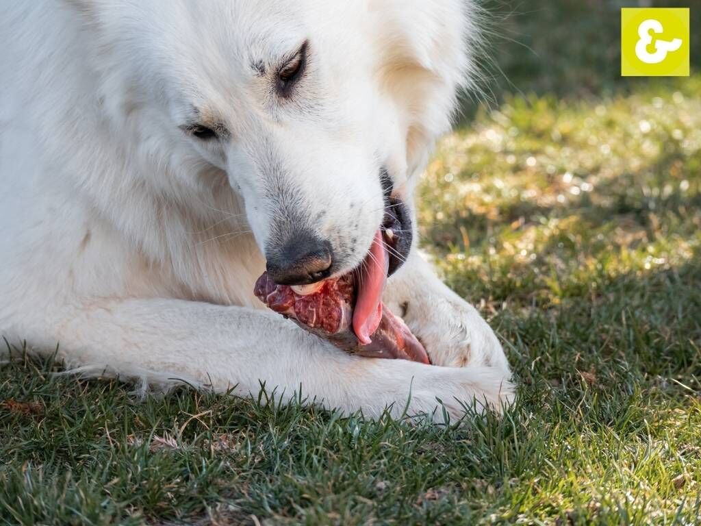 Weißer Schäferhund mit rohem Fleisch