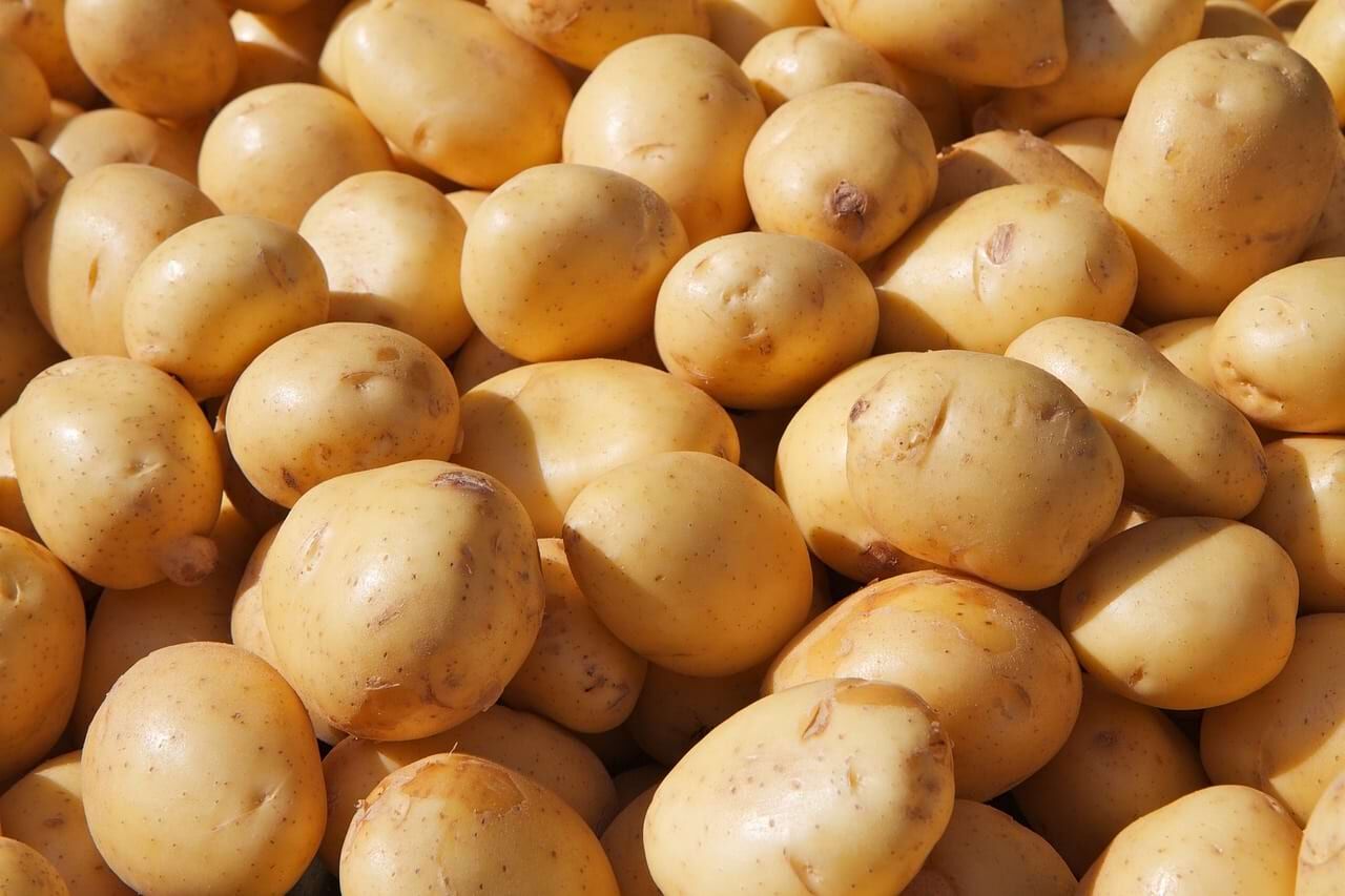 Kartoffeln Kartoffeln für Hunde Barflexikon