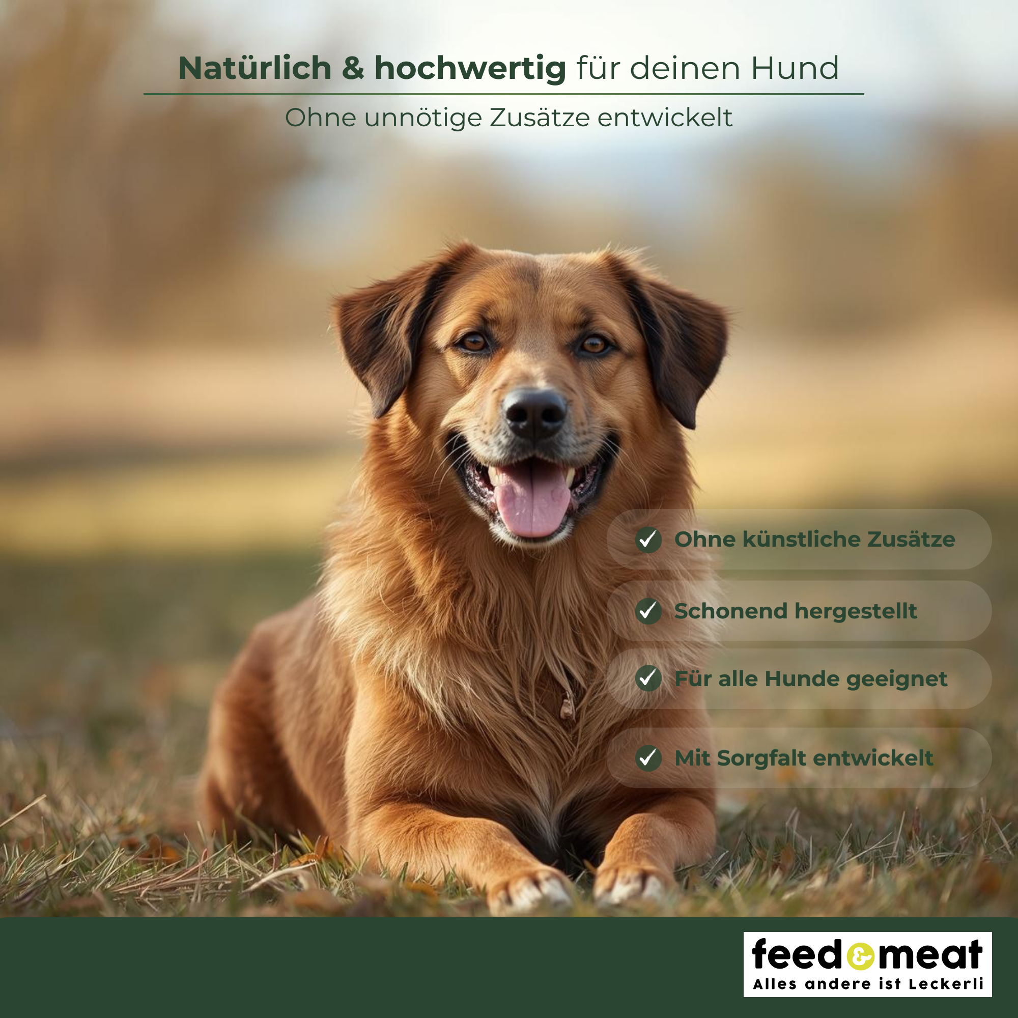 Hund auf Wiese natuerliche Szene