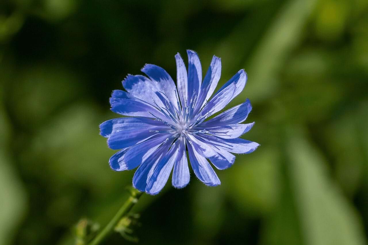 Wegwarte blau Wegwarte Barflexikon für Hunde