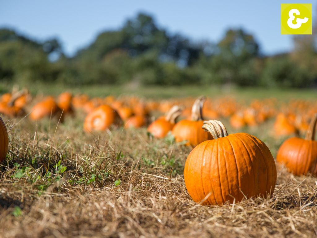 Kürbisfeld mit Hokkaidokürbissen