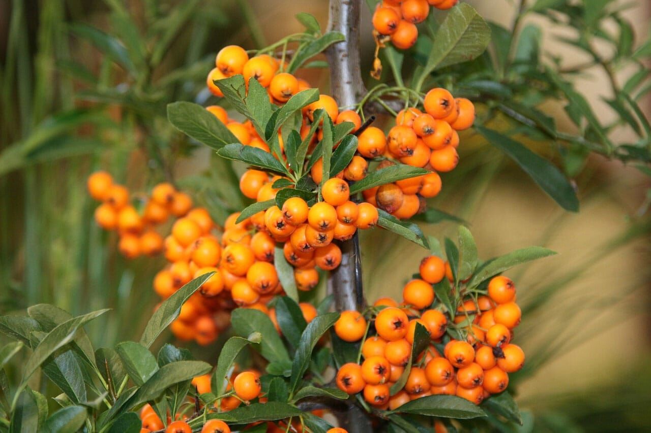 Sanddornbeeren Barflexikon für Hunde