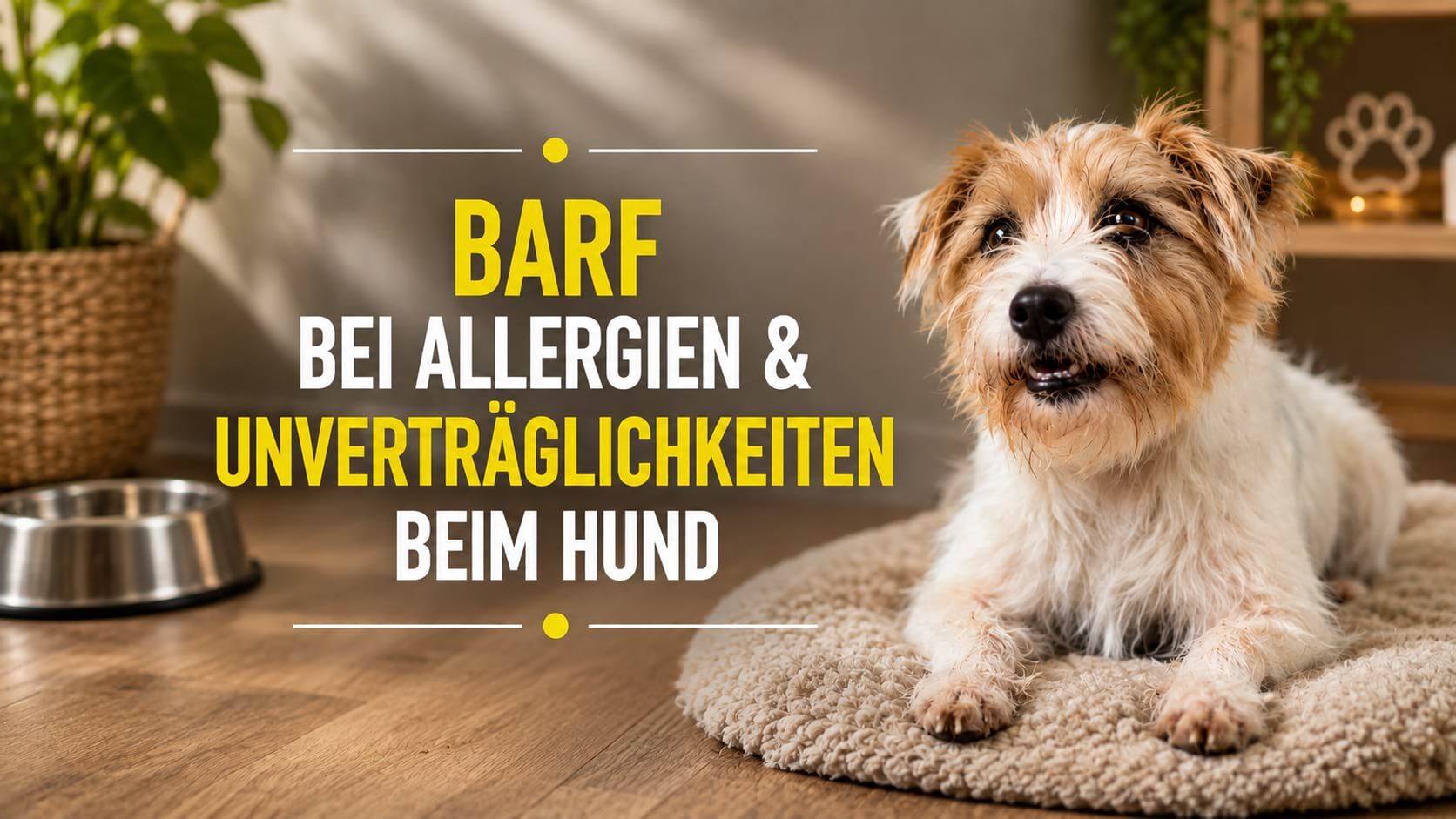 Weiß-brauner Hund in einer gemütlichen Wohnumgebung mit der Überschrift „BARF bei Allergien & Unverträglichkeiten beim Hund“