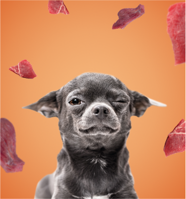 Muskelmix Banner Barf Muskelmix Banner