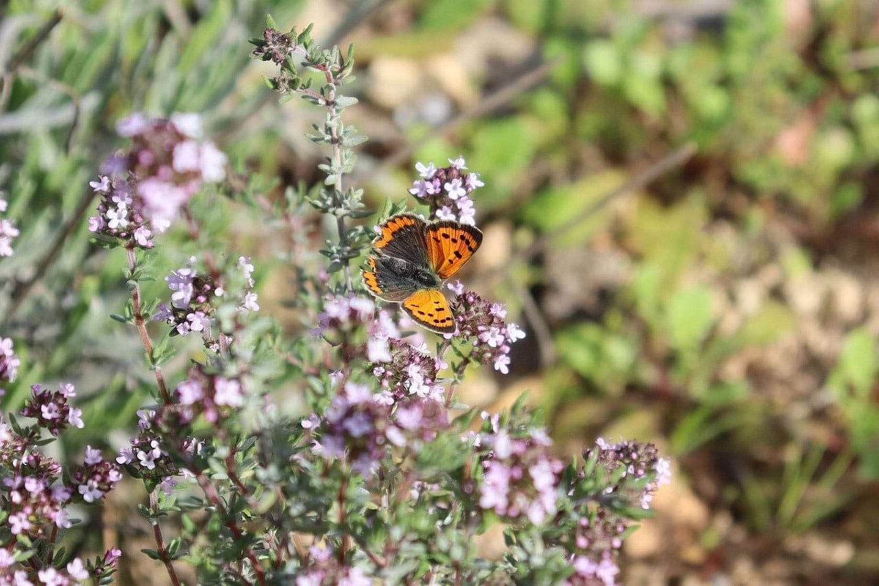 Thymian Barf Kräuter für Hunde Lexikon