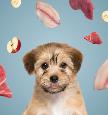 Barf Fischmix Banner Fischmix Banner