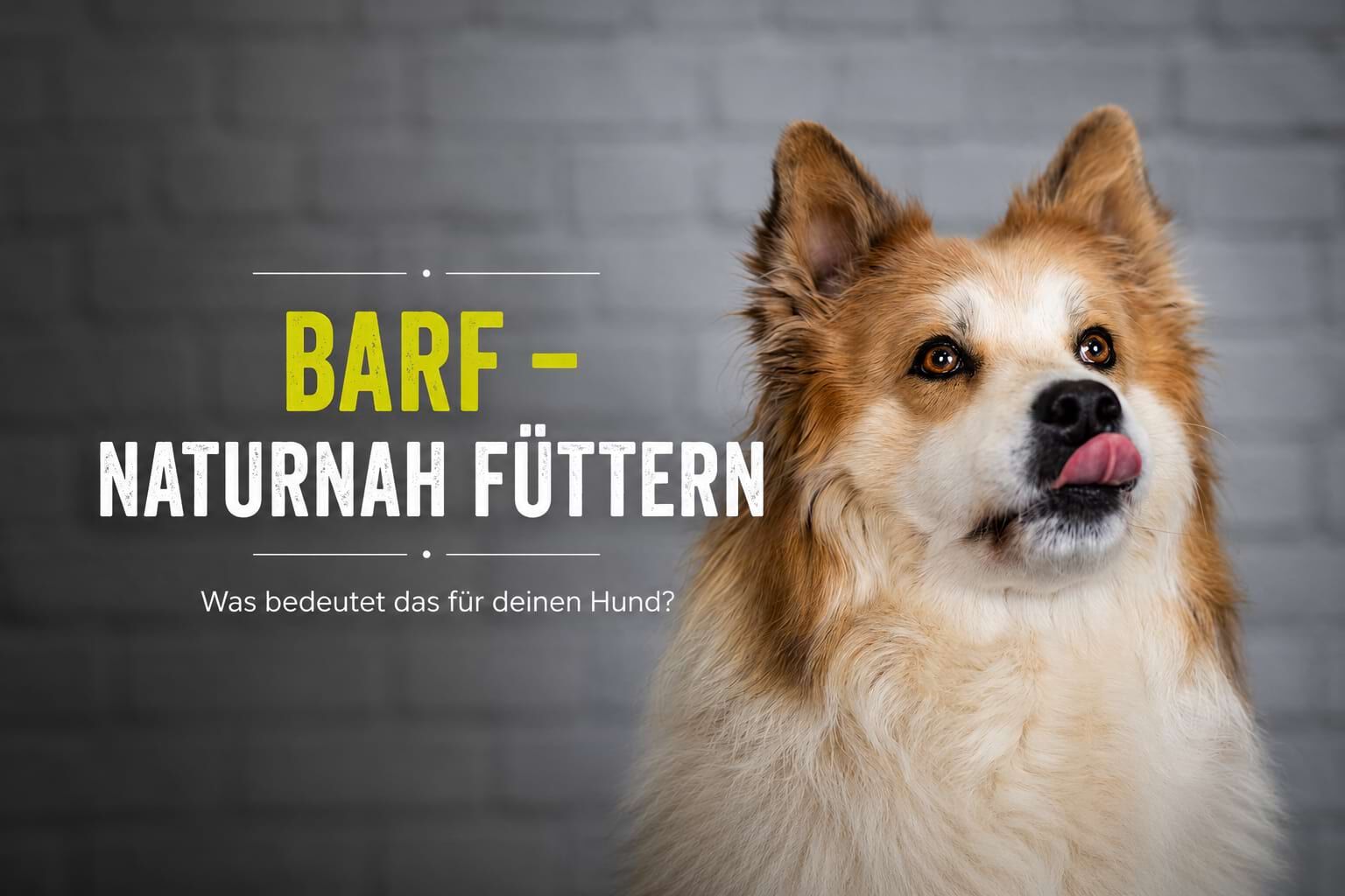 Hund vor grauem Hintergrund mit der Überschrift BARF – naturnah füttern.