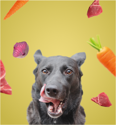 Barf Energiebanner Barf Energiemix Banner