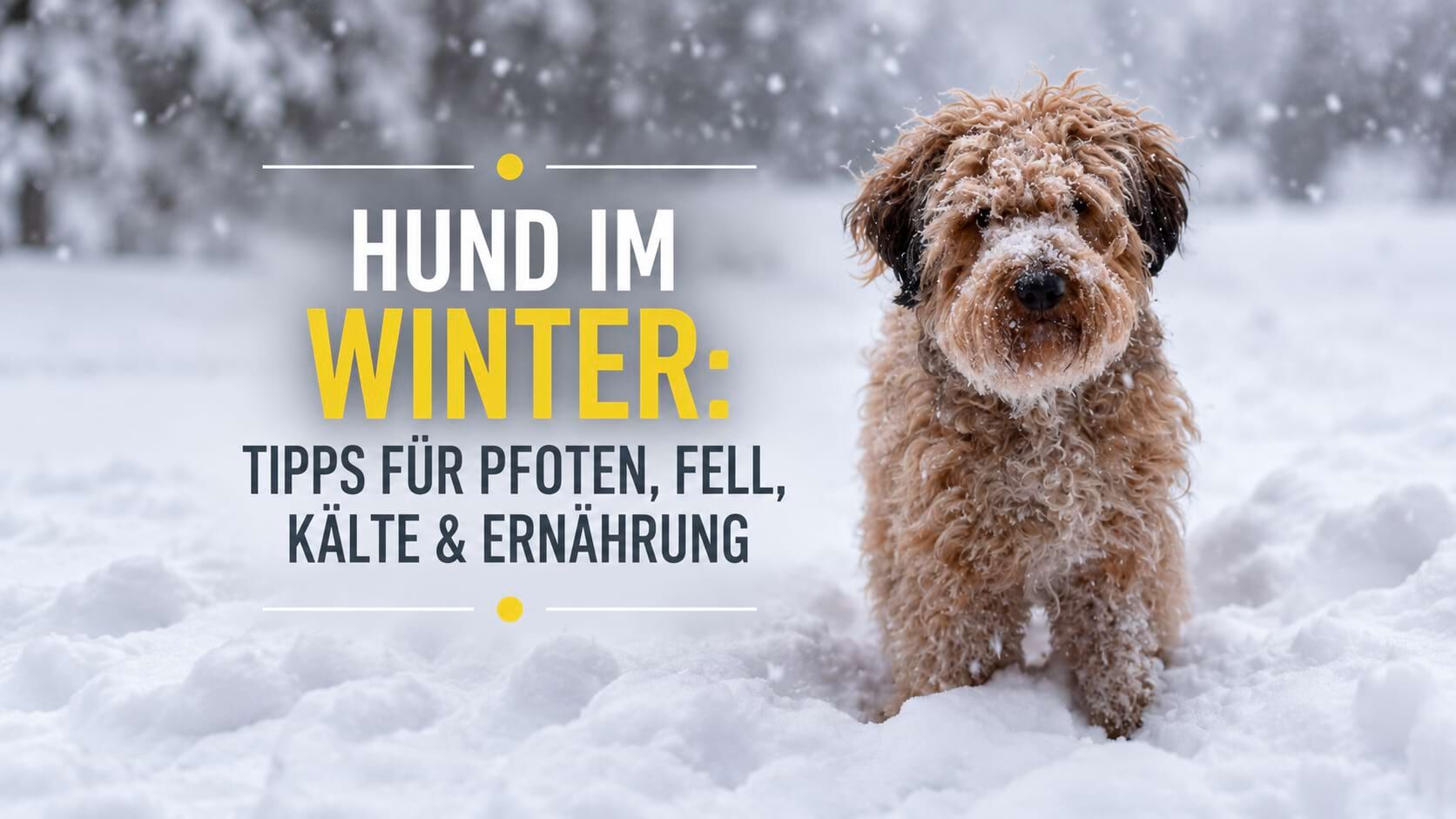 Brauner Hund im Schnee mit der Überschrift „Hund im Winter – Tipps für Pfoten, Fell, Kälte & Ernährung“