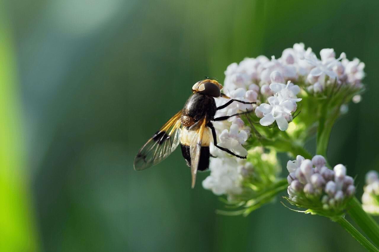Baldrianblüte mit Biene feedandmeat Baldrian Barflexikon