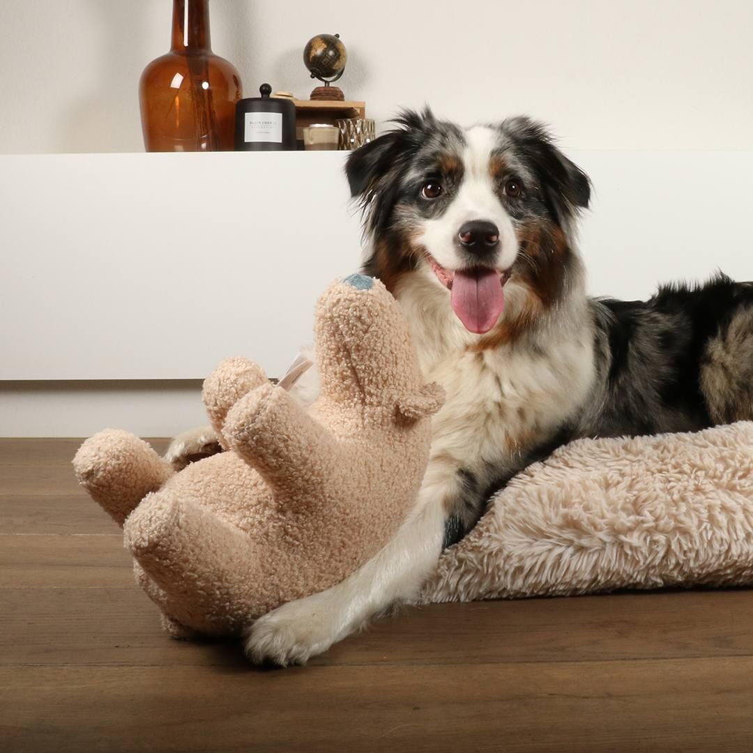 HUnde mit HUndespielzeug Banjo