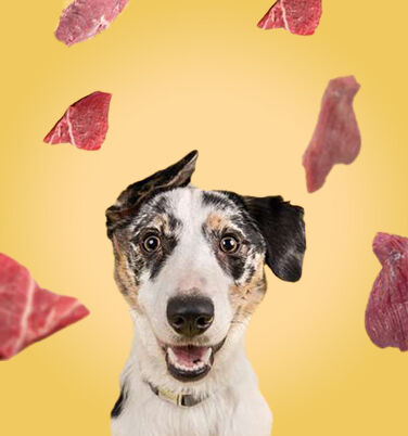 Barf Kaumix Banner Hund Kaumix Banner gelb