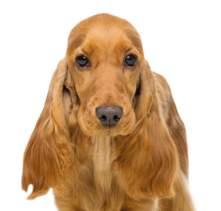 Barf Hund Hund