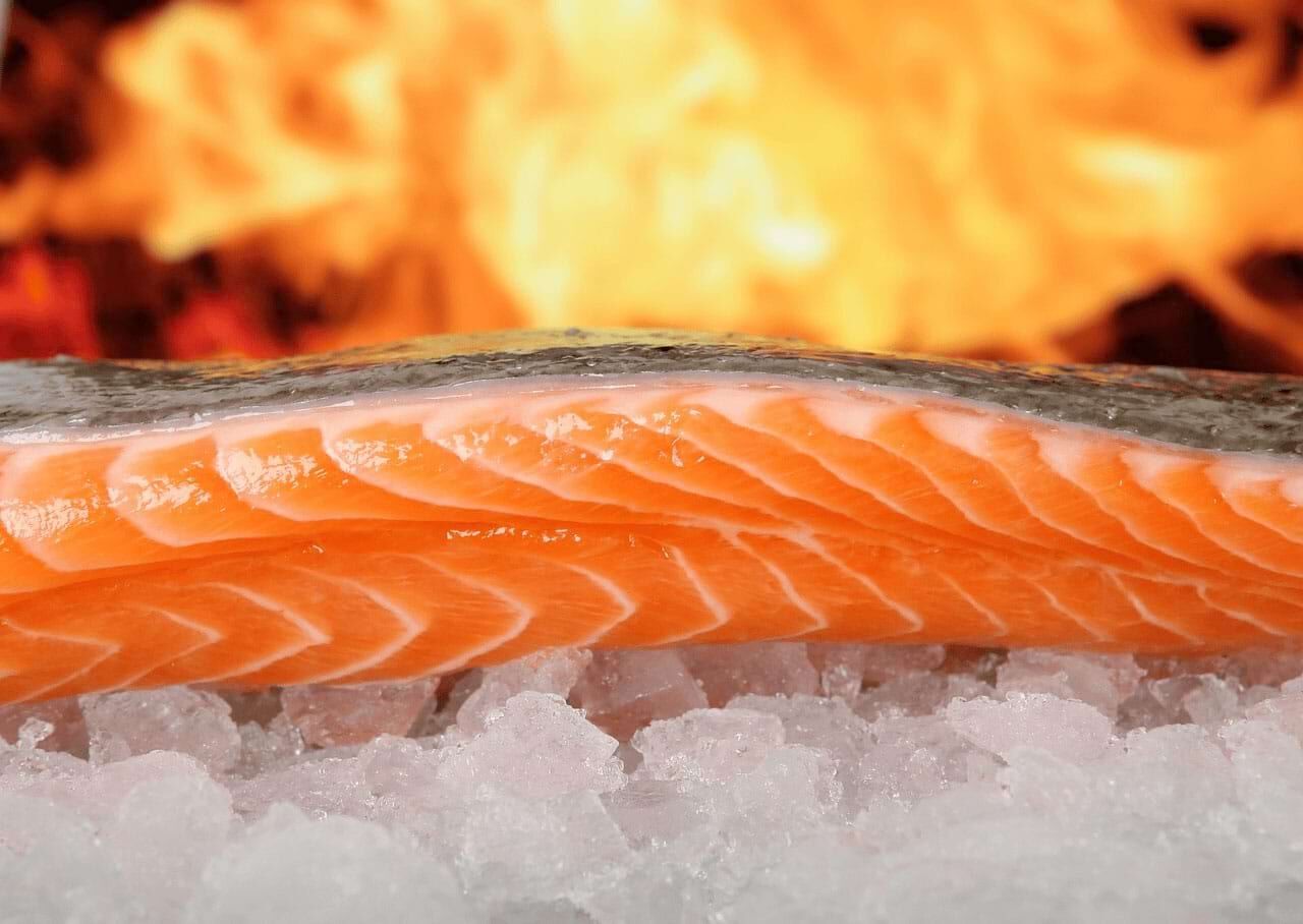 Flammlachs Omega-3-fettsäuren Barflexikon für Hunde