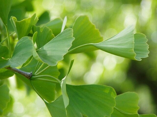 Gingkoblatt grün Ginko Barflexikon für Hunde Gehirngesundheit