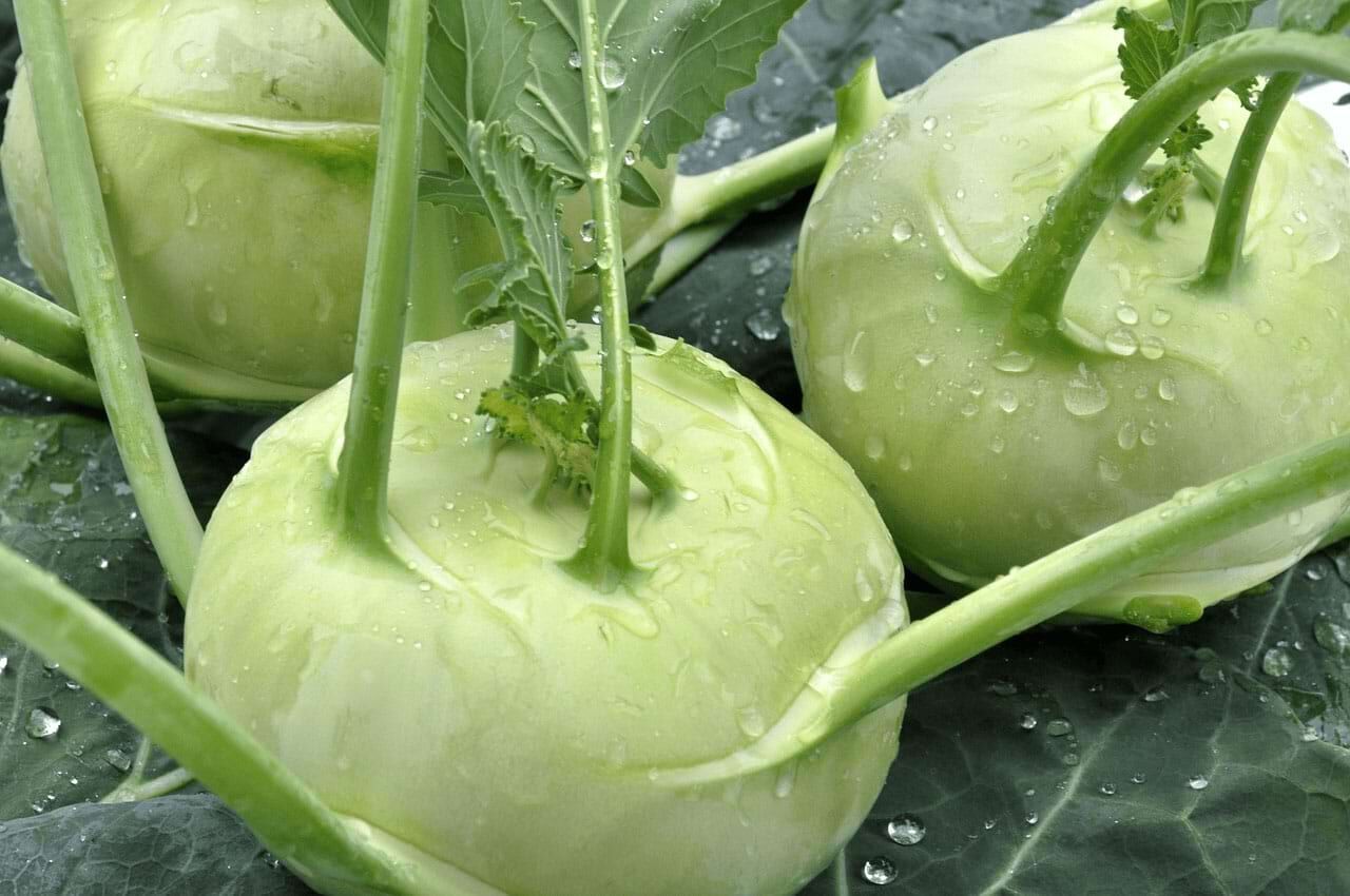 Kohlrabi Kohlrabi Barflexikon für Hunde
