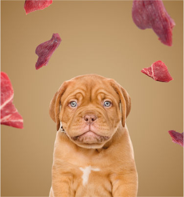 Barf Pansenmix Banner Pansenmix Banner