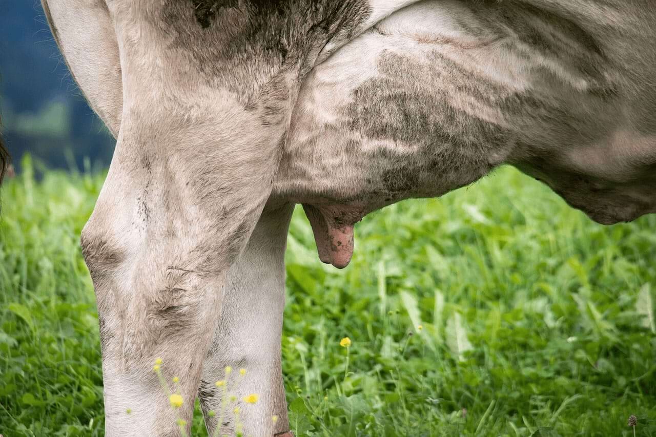 Kuheuter Kuheuter-Barflexikon für Hunde