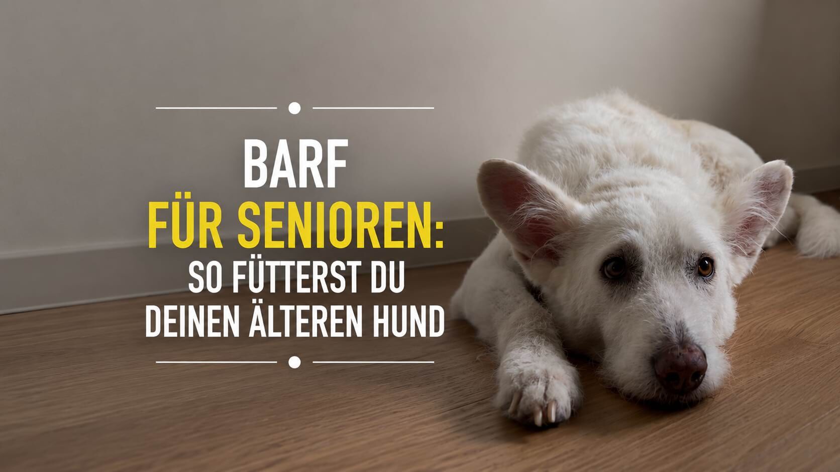 Älterer weißer Hund mit der Überschrift „BARF für Senioren – So fütterst du deinen älteren Hund“