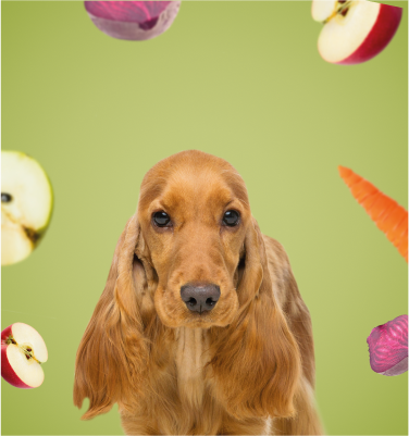 Barf Veggiemix Banner Veggiemix Banner