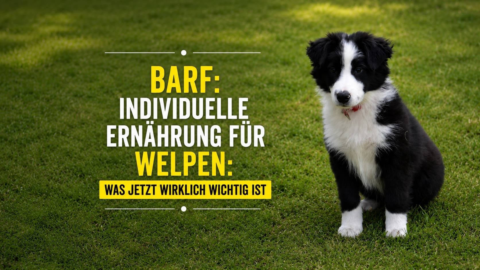 Schwarz-weißer Border-Collie-Welpe auf einer Wiese mit Hinweis zur individuellen BARF-Ernährung für Welpen.