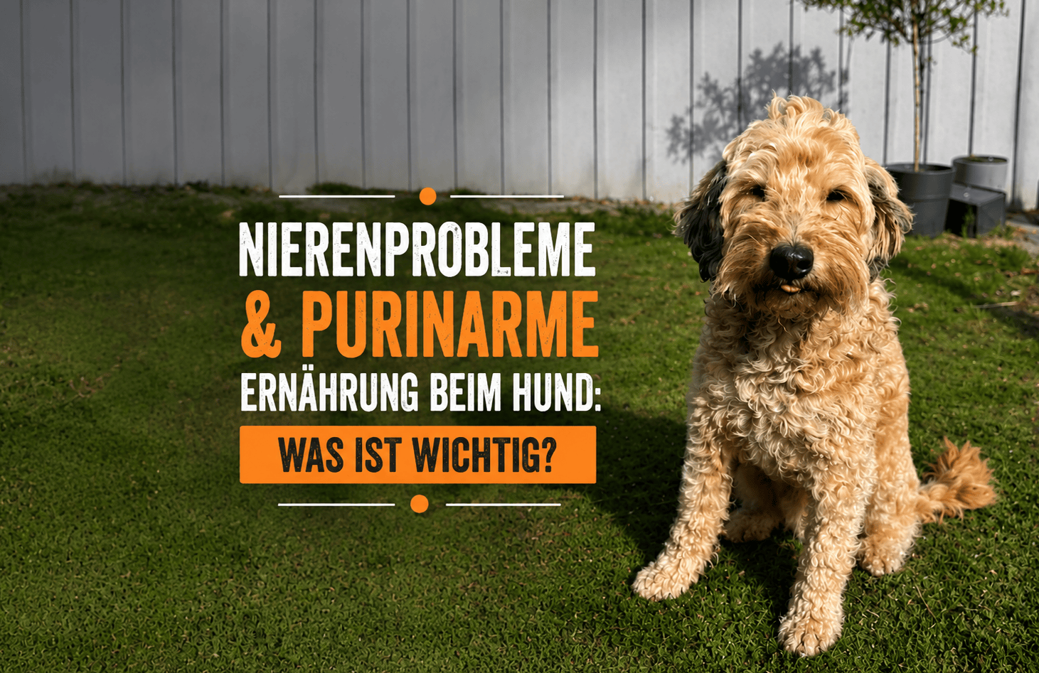 Hund im Garten – Nierenprobleme und purinarme Ernährung beim Hund.